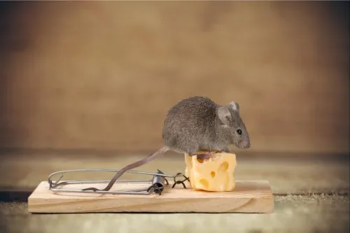 Rodent Control